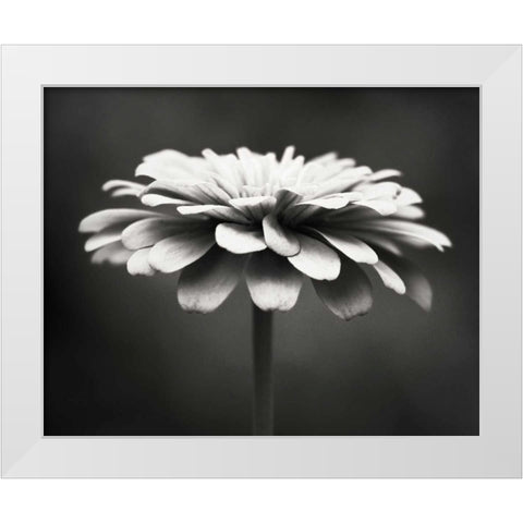 Spellbinding White Modern Wood Framed Art Print by Cochrane, Carolyn