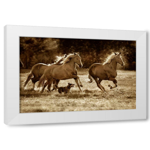 Paso Horses White Modern Wood Framed Art Print by Dearing, Lisa