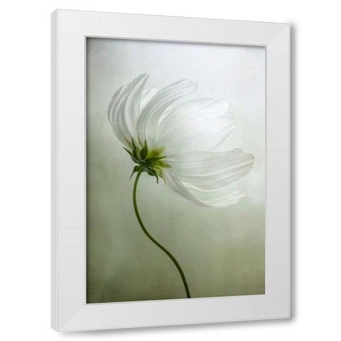 Cosmos Charisma White Modern Wood Framed Art Print by Disher, Mandy
