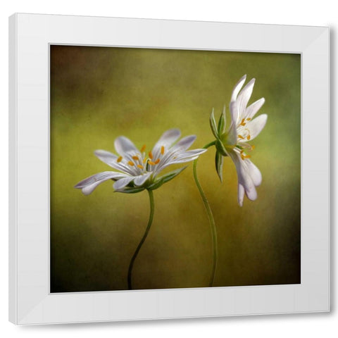 Echo White Modern Wood Framed Art Print by Disher, Mandy