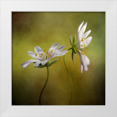 Echo White Modern Wood Framed Art Print by Disher, Mandy