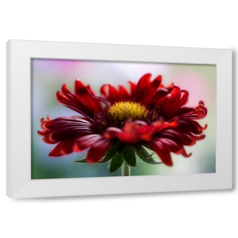 Flame White Modern Wood Framed Art Print by Disher, Mandy