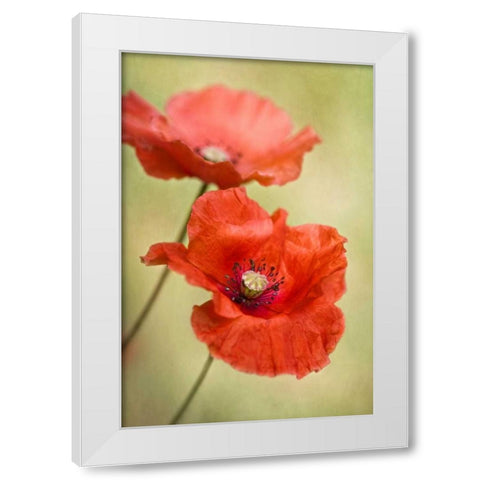 Papaver Passion White Modern Wood Framed Art Print by Disher, Mandy