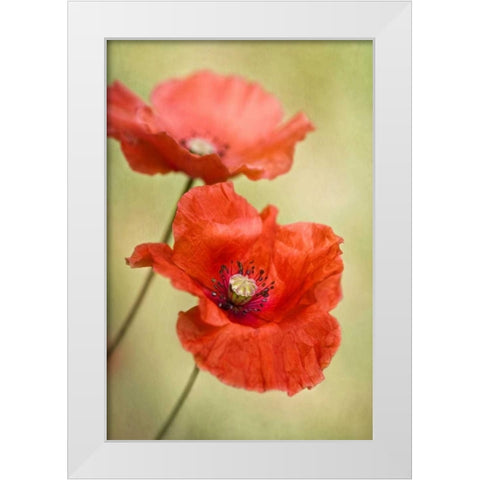 Papaver Passion White Modern Wood Framed Art Print by Disher, Mandy