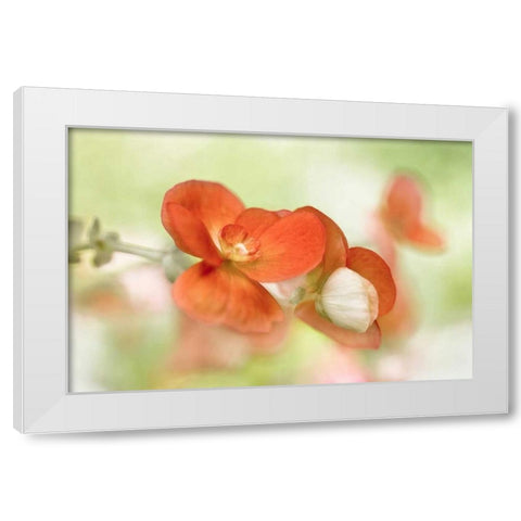 Summer Glow White Modern Wood Framed Art Print by Disher, Mandy