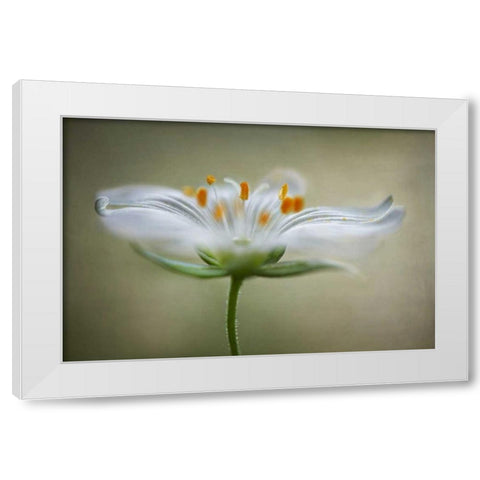 Summer Swirl White Modern Wood Framed Art Print by Disher, Mandy