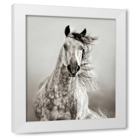 Caballo de Andaluz White Modern Wood Framed Art Print by Dearing, Lisa