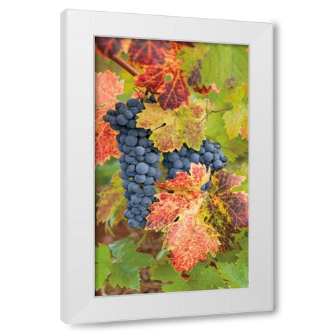 Summit Lake Zinfandel White Modern Wood Framed Art Print by Foster, Christopher