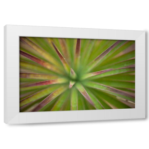 Arizona Monocot White Modern Wood Framed Art Print by France, Todd
