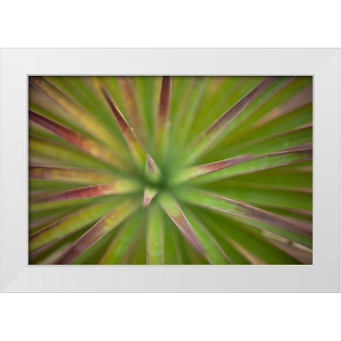 Arizona Monocot White Modern Wood Framed Art Print by France, Todd