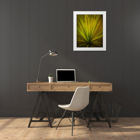 California Monocot White Modern Wood Framed Art Print by France, Todd