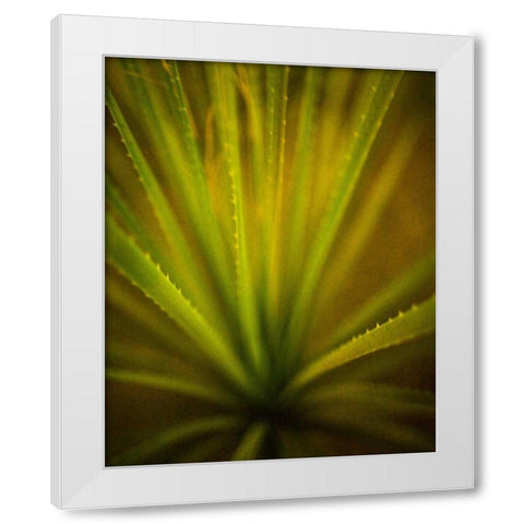California Monocot White Modern Wood Framed Art Print by France, Todd
