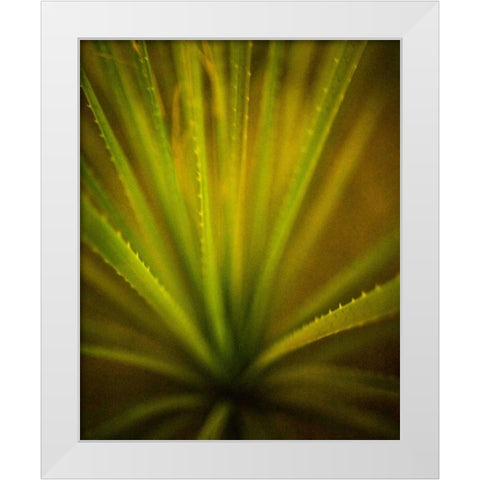 California Monocot White Modern Wood Framed Art Print by France, Todd