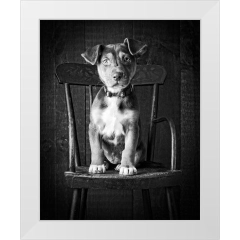 Mutt Black and White White Modern Wood Framed Art Print by Fielding, Edward M.