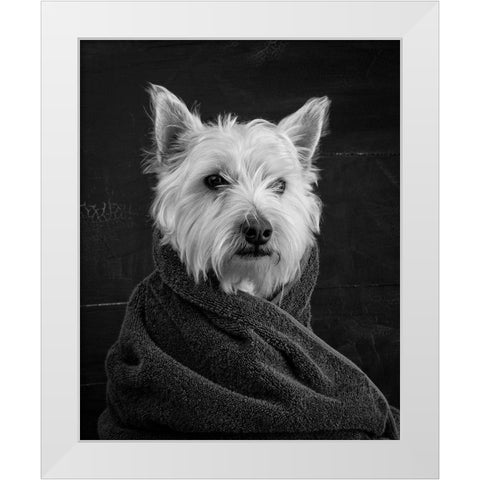 Portrait of a Westy Dog White Modern Wood Framed Art Print by Fielding, Edward M.