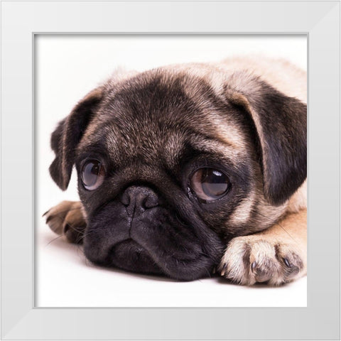 Sad Sack Pug White Modern Wood Framed Art Print by Fielding, Edward M.