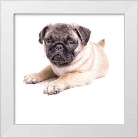 Cute Pug Puppy White Modern Wood Framed Art Print by Fielding, Edward M.