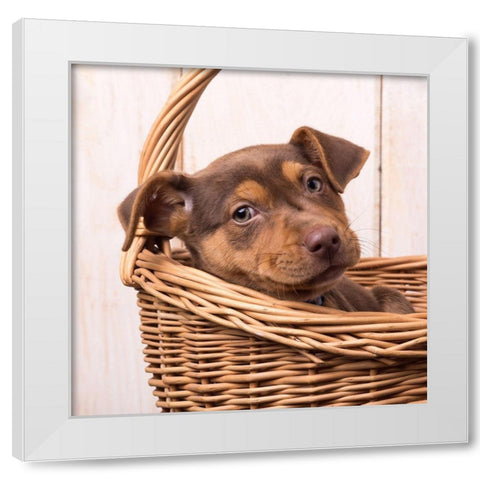 Puppy in a Basket White Modern Wood Framed Art Print by Fielding, Edward M.