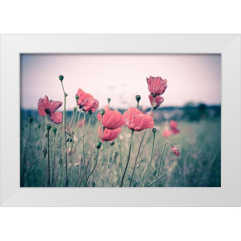 Pink Tulips White Modern Wood Framed Art Print by Goncalves, Adelino