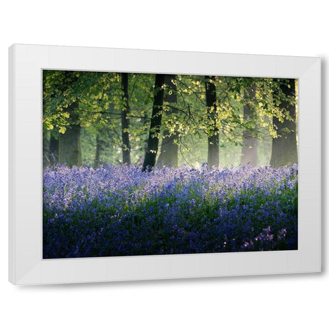 Last of The Bluebells White Modern Wood Framed Art Print by Goncalves, Adelino