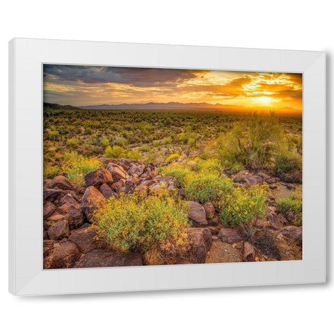 Brittlebush Sunset White Modern Wood Framed Art Print by Gavrilis, John