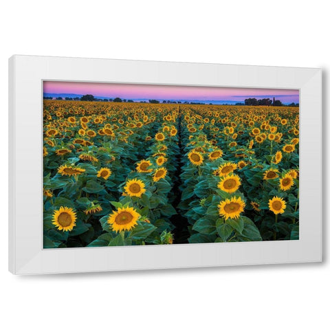 Dawn Sunflowers White Modern Wood Framed Art Print by Gavrilis, John
