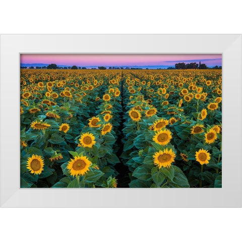 Dawn Sunflowers White Modern Wood Framed Art Print by Gavrilis, John