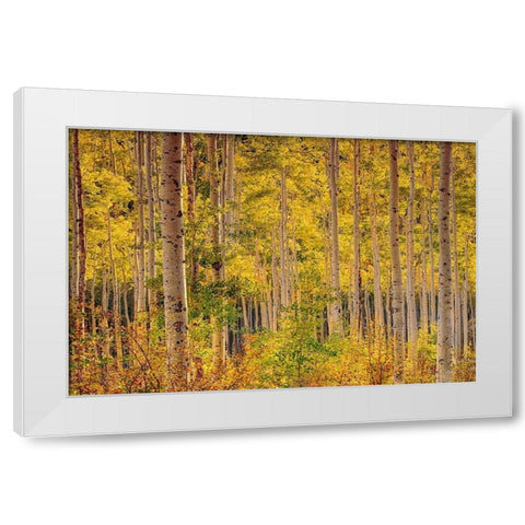 Independence Pass White Modern Wood Framed Art Print by Gavrilis, John