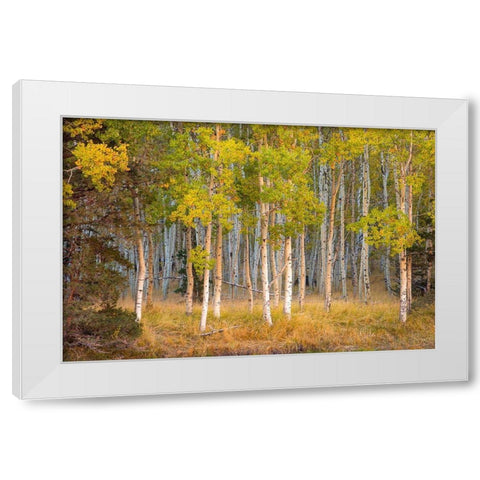 June Lake Aspen White Modern Wood Framed Art Print by Gavrilis, John