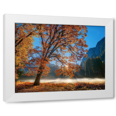 Autumn Oak Sunrise And Fog White Modern Wood Framed Art Print by Gavrilis, John