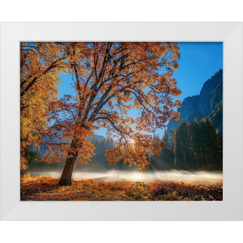 Autumn Oak Sunrise And Fog White Modern Wood Framed Art Print by Gavrilis, John