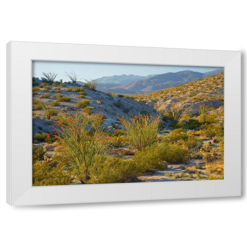 Desert Ocotillo Landscape White Modern Wood Framed Art Print by Gavrilis, John