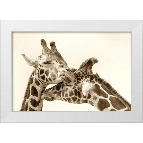 In Love White Modern Wood Framed Art Print by Grippo-Pike, Carrie Ann