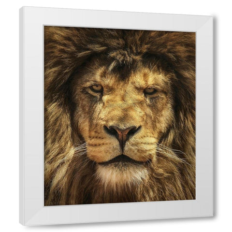 Lion King White Modern Wood Framed Art Print by Grippo-Pike, Carrie Ann