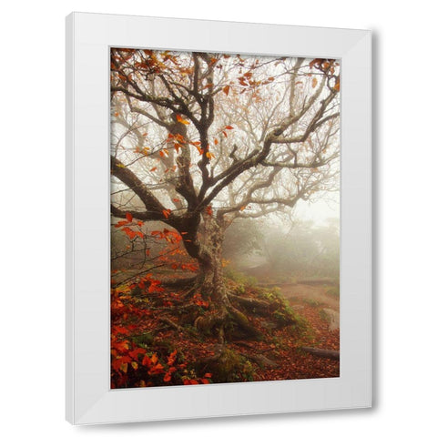 Tree of Seasons White Modern Wood Framed Art Print by Grippo-Pike, Carrie Ann