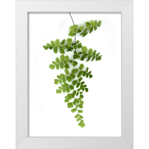 Green Maidenhair White Modern Wood Framed Art Print by Greer, Lexie