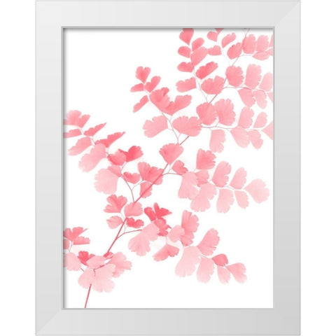 Pink Maidenhair White Modern Wood Framed Art Print by Greer, Lexie