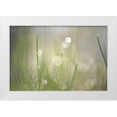 Morning Light No. 3 White Modern Wood Framed Art Print by Gonzalez, Ulpi