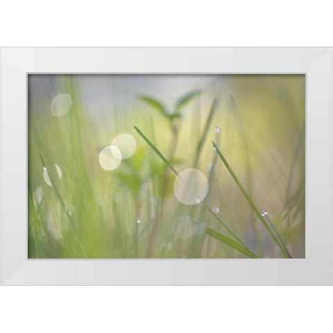Morning Light No. 1 White Modern Wood Framed Art Print by Gonzalez, Ulpi