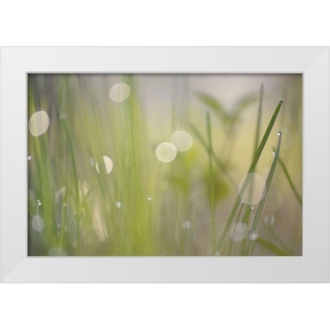 Morning Light No. 2 White Modern Wood Framed Art Print by Gonzalez, Ulpi