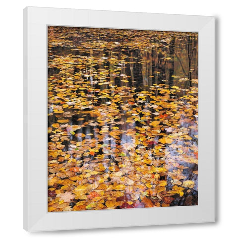Autumn Detail White Modern Wood Framed Art Print by Gavrilis, John