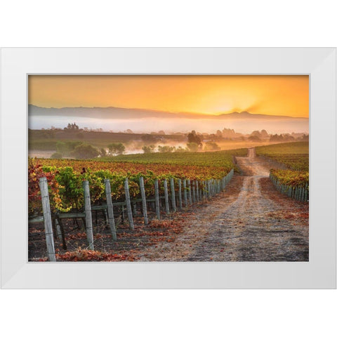 Vineyard Sunrise White Modern Wood Framed Art Print by Gavrilis, John
