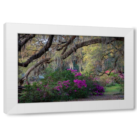 Oaks and Azaleas White Modern Wood Framed Art Print by Herrera, H.J.
