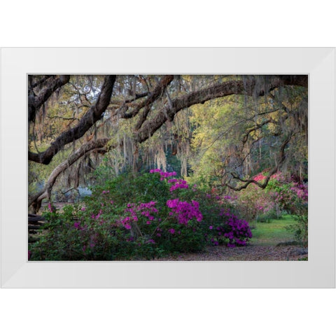 Oaks and Azaleas White Modern Wood Framed Art Print by Herrera, H.J.