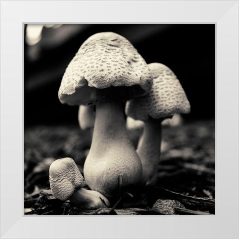 Mushroom No. 3 White Modern Wood Framed Art Print by Horsfall, Gary