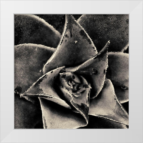 Seattle Succulents White Modern Wood Framed Art Print by Horsfall, Gary