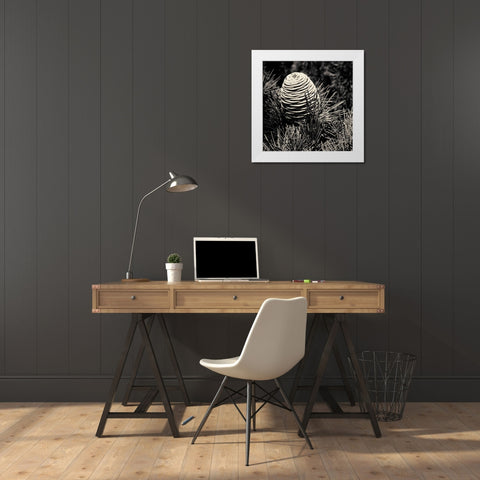 Spruce Cone White Modern Wood Framed Art Print by Horsfall, Gary