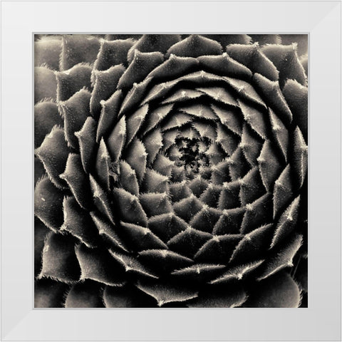 Succulent White Modern Wood Framed Art Print by Horsfall, Gary