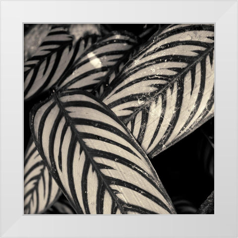 Varigated Leaves No. 2 White Modern Wood Framed Art Print by Horsfall, Gary