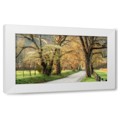Dogwoods White Modern Wood Framed Art Print by Head, Danny